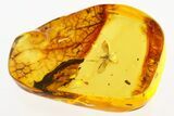 Detailed Fossil Winged Aphid (Drepanosiphidae) In Baltic Amber #272681-1